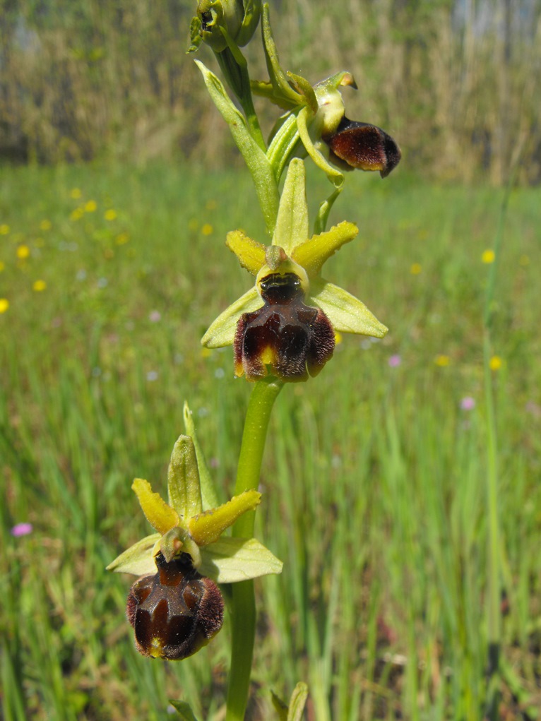 Per Orchidee lungo la piana del fiume Magra (SP)